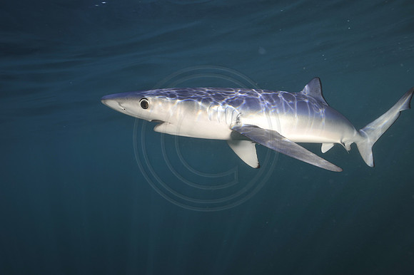 _CH59931