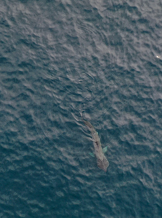 DJI_0535cpvt
