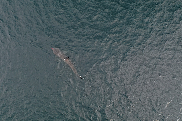 DJI_0552
