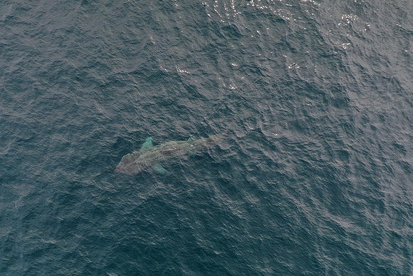 DJI_0538