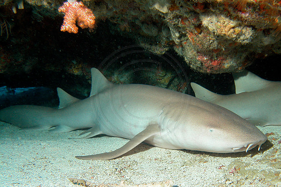 csh 05401.jpg