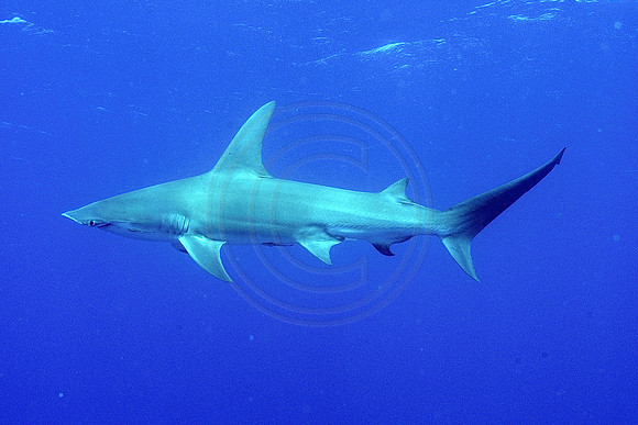 CSH 03947