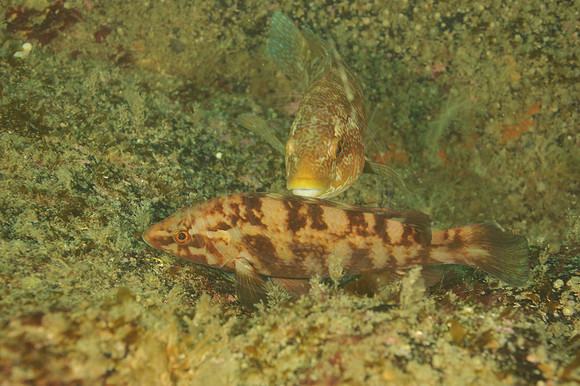 CSH 06900