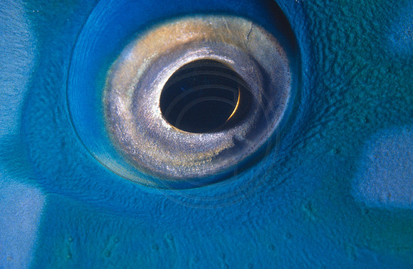 CSH 00236