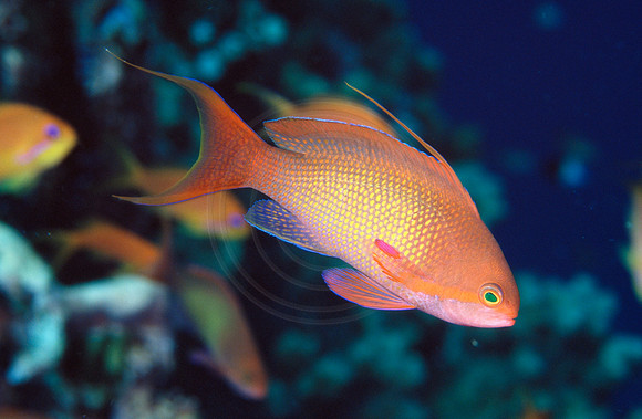 CSH 00989