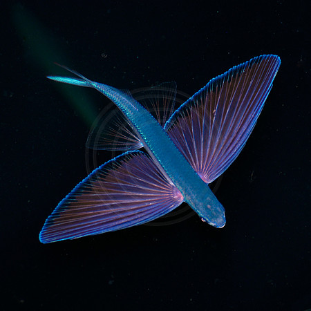 CSH 04968.jpg