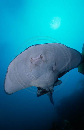CSH 01106