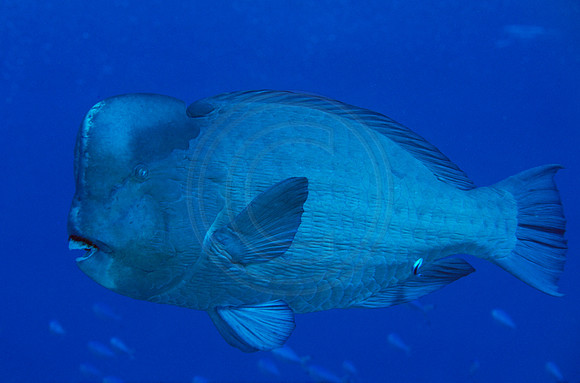 CSH 00845