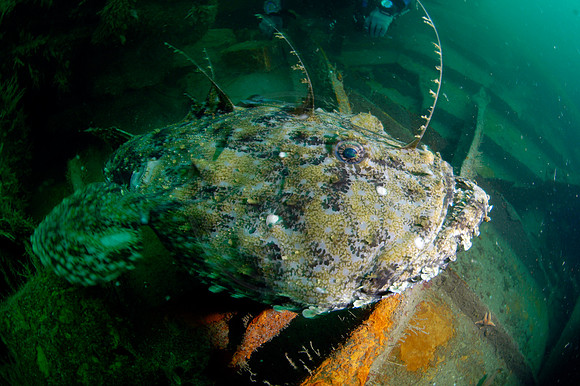 Monkfish on a wreck
