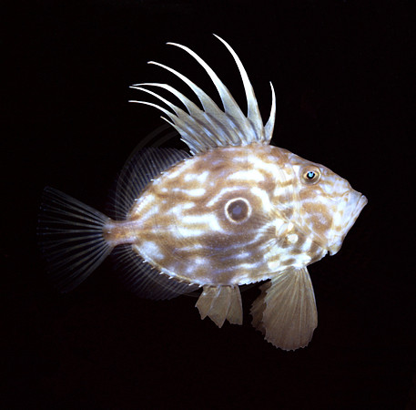 CSH 03033