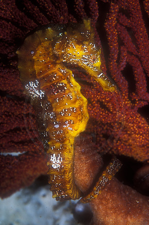 CSH 07293