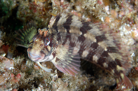 CSH 06093.jpg