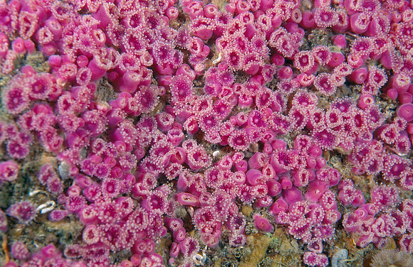 CSH 02577