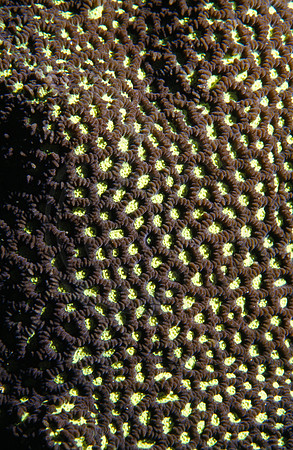 CSH 01700